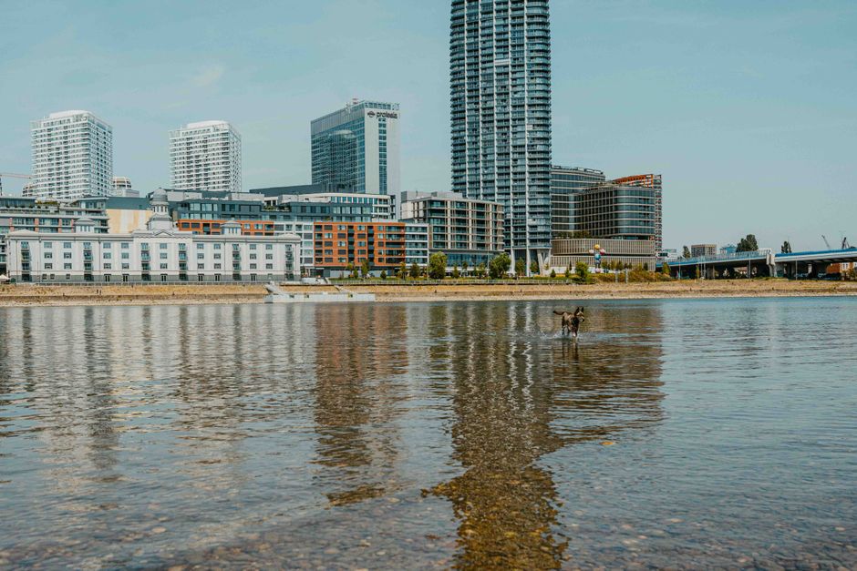 A view of a modern urban waterfront with a calm river in the foreground, reflecting the surrounding cityscape. In the shallow water near the shore, a small dog is standing, partially submerged, with i